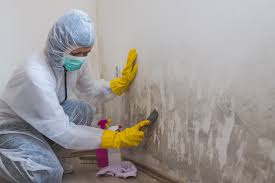 Best Mold Remediation for Healthcare Facilities  in Springfield, KY